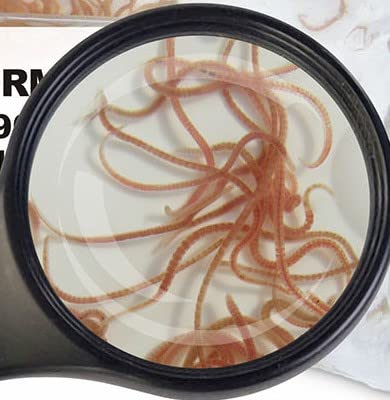 Glanzwürmer 5 x 90 ml frisches gekühltes Lebendfutter schneller Versand