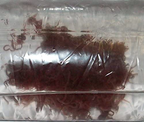 Glanzwürmer 5 x 90 ml frisches gekühltes Lebendfutter schneller Versand