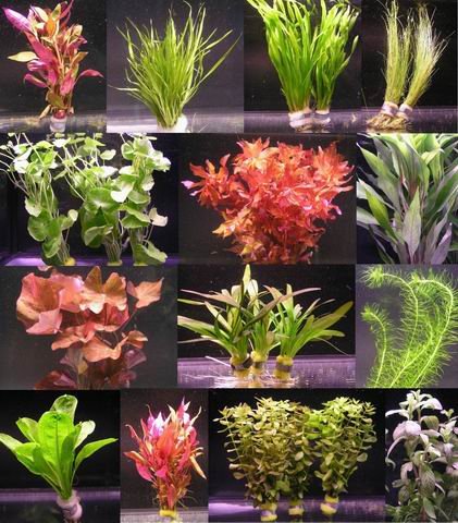10 Bunde mit über 80 Aquarium-Pflanzen - großes buntes Sortiment für EIN 100 Liter...
