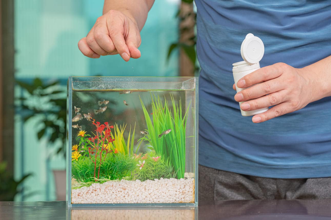 Fische füttern im Aquarium Welches Futter & Wie viel